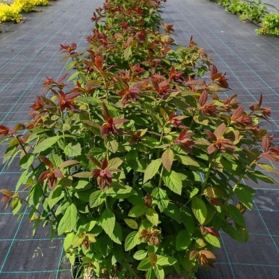 Спирея Грин энд Голд